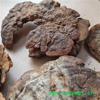 中药材灵芝  粗毛孔菌图2