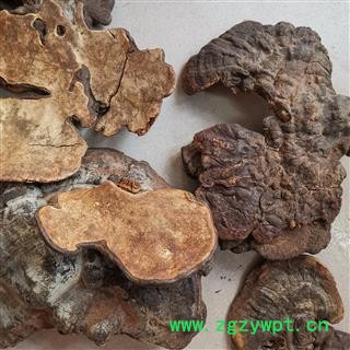 中药材灵芝  粗毛孔菌图3