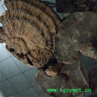 吉康药业 皱盖假灵芝 有柄假芝 血芝 血灵芝 雪灵芝图2