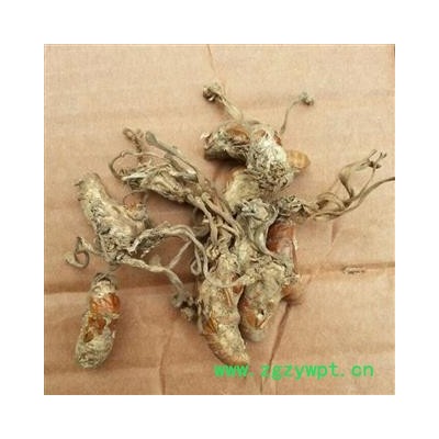 吉康药业大别山金蝉花土蝉花 新货 蝉花 蝉蛹大虫草