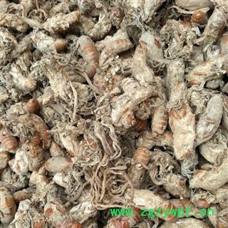 吉康药业大别山金蝉花土蝉花 新货 蝉花 蝉蛹大虫草图2