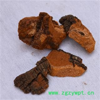 吉康药业灵芝 松针层孔菌松树桑黄 灵芝图3