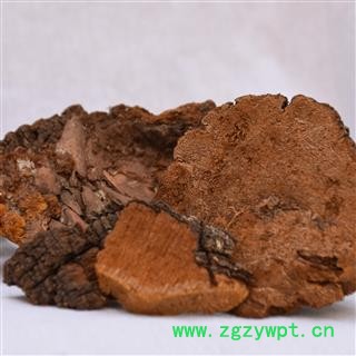 吉康药业灵芝 松针层孔菌松树桑黄 灵芝图4