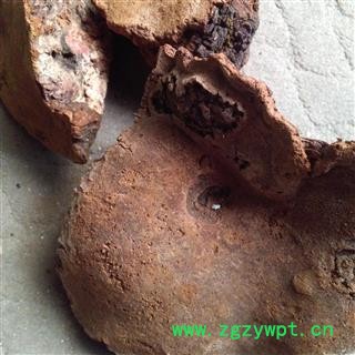 吉康药业灵芝 松针层孔菌松树桑黄 灵芝图2