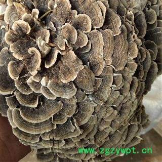吉康药业云芝  千层蘑 彩纹云芝 黄云芝 灰芝 瓦菌图2