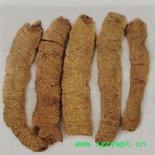 中药材巴戟天 广东产巴戟肉四级个0.4以下的 各种规格齐全 安国市中药材批发零售大全图2