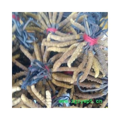 冬虫夏草 藏虫草精选3000条 产地 西藏自治区那曲地区