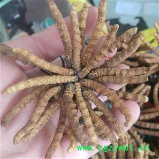 冬虫夏草 藏虫草精选3000条 产地 西藏自治区那曲地区图2