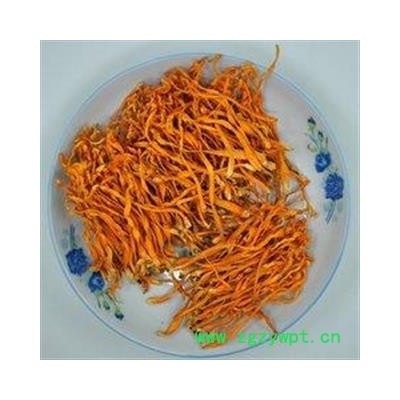 金虫草 金虫草选 产地 青海省