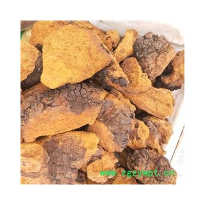 桑黄个 桑黄统个 产地 内蒙古自治区呼伦贝尔市