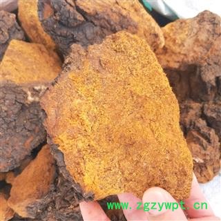 桑黄个 桑黄统个 产地 内蒙古自治区呼伦贝尔市图2