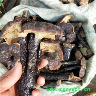 灵芝个 野生赤灵芝 产地 海南省图2