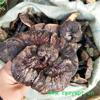 灵芝个 野生赤灵芝 产地 海南省图3