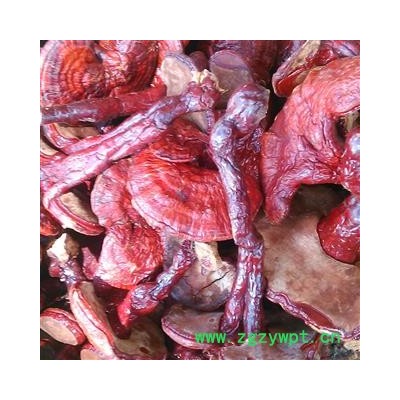 灵芝个 小灵芝选个 产地 云南省