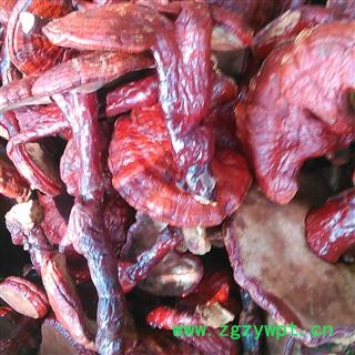 灵芝个 小灵芝选个 产地 云南省图2