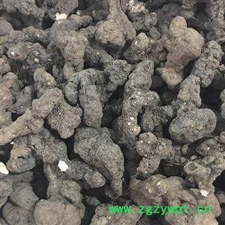 猪苓 大统个 产地 黑龙江省 茗生春药材总公司 一手货源 7天无理由退换图2