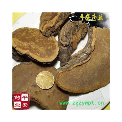 平安药业 桑黄 正品野 桑臣 树鸡 胡孙眼 桑黄菰 桑黄菇 针层孔菌 梅树菌