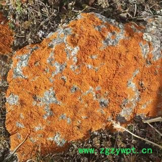 小丽百草行红石花 红石耳统货图2