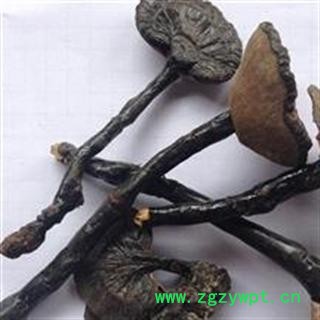 小丽百草行中药材紫灵芝  紫芝图3