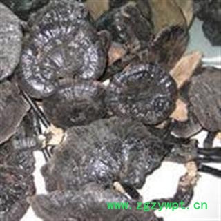 小丽百草行中药材紫灵芝  紫芝图2