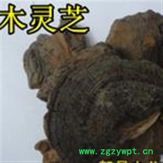 小丽百草行中药材 树舌 赤色老母菌、白斑腐菌 皂角菌 扁木灵芝、扁芝图2