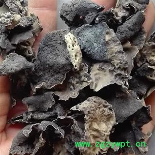 小丽百草行石耳  石木耳 岩菇 石壁花 地耳图2