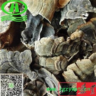 世元药业 云芝 千层蘑 彩纹云芝 黄云芝 灰芝 瓦菌  树蛇 木灵芝图2