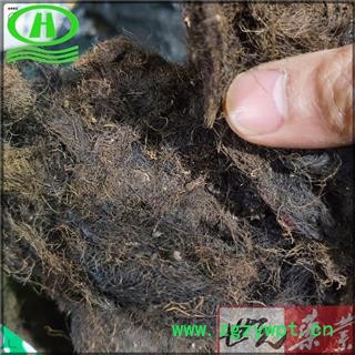 世元药业 头发七 正品100g/袋 黑丝草 人头七 黑丝带 亚洲树发 双色树发 沟树发图2