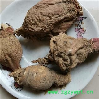 地骷髅 红萝卜 仙人头 仙人骨 出子萝卜 老萝卜头 老人头 地枯萝 气萝卜 枯萝卜 空莱菔 老萝卜图4
