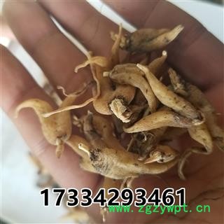 中药材 手掌参 手参 佛手参图4