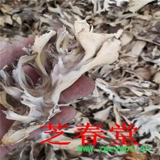 芝春堂 批发中药材 灰树花 干灰树花 食用菌 新货上市 大货供应图2