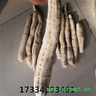 天花粉  栝楼根 瓜蒌根图3