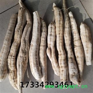 天花粉  栝楼根 瓜蒌根图2