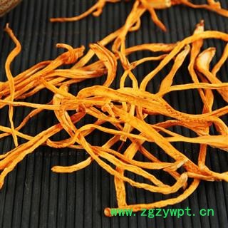 北虫草 金虫草 虫草花 蛹虫草 孢子头图2