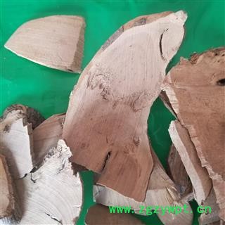 毛冬青根 地下 乌尾丁 六月霜 细叶冬青 细叶青 苦田螺 山桐油 山冬青 毛披树 茶叶冬青图3