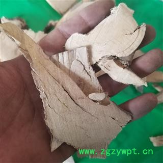 毛冬青根 地下 乌尾丁 六月霜 细叶冬青 细叶青 苦田螺 山桐油 山冬青 毛披树 茶叶冬青图4