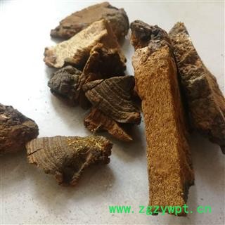 灵芝 松针层孔菌图3