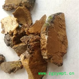 灵芝 松针层孔菌图2