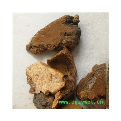 灵芝 松针层孔菌