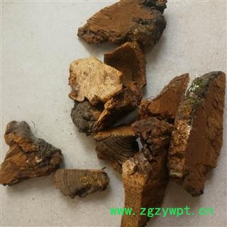 灵芝 松针层孔菌图4