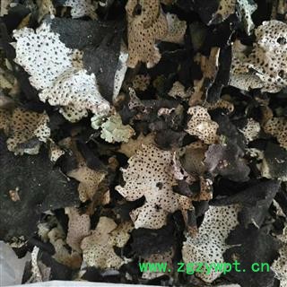 九盛堂 石耳 石菇岩耳岩菇脐衣石壁花图2