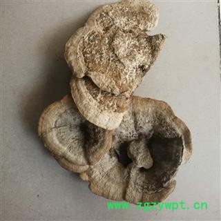 圣草康园东方栓菌 灰带栓菌图3