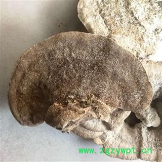 圣草康园东方栓菌 灰带栓菌图2