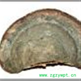 圣草康园长白山寒带无柄赤芝 桑黄灵芝 红缘层孔菌图2