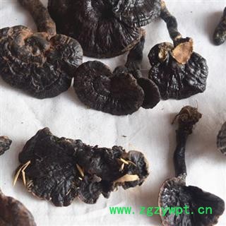 圣草康园中药材紫灵芝  紫灵芝图2