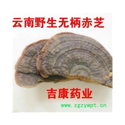 云南无柄赤芝   量大从优
