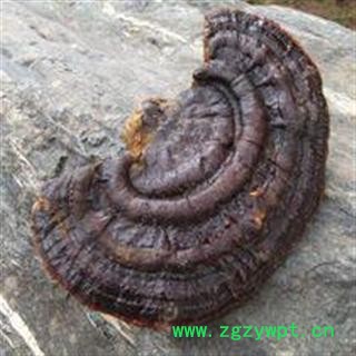 云南无柄赤芝   量大从优图2