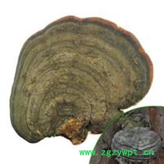 云南无柄赤芝   量大从优图3