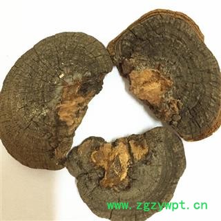 吉康药业大个树舌 赤色老母菌、白斑腐菌 皂角菌 扁木灵芝、扁芝图2