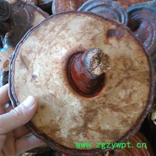 灵芝 无柄紫灵芝中选个 产地 云南省图2